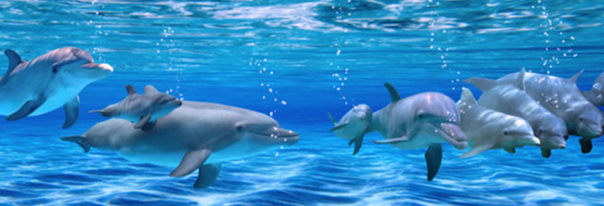 Rencontrer les dauphins au Marinland